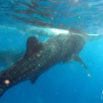 whale sharks watching oslob cebu