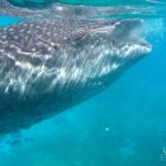 whale sharks watching oslob cebu