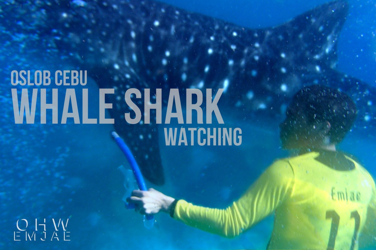 Whale Sharks Up Close and Personal: Oslob, Cebu