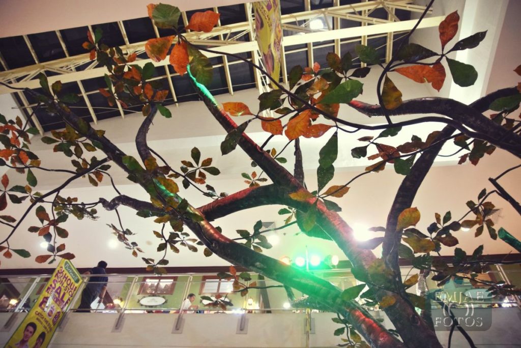Talisay Tree Rediscover Life Indoor Park Parkmall