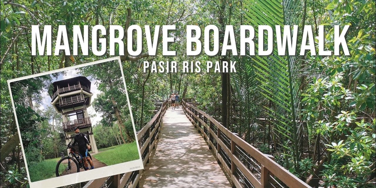 Tour: Mangrove Boardwalk & Bird Watch Tower in Pasir Ris Park